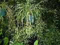 Spider Plant / Chlorophytum comosum 
